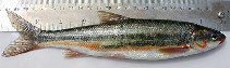 Redside Shiner